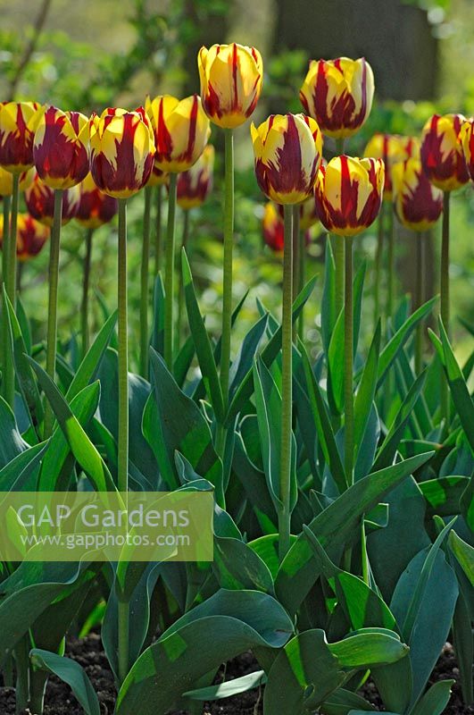 Tulipa 'Helmar' - Tulips