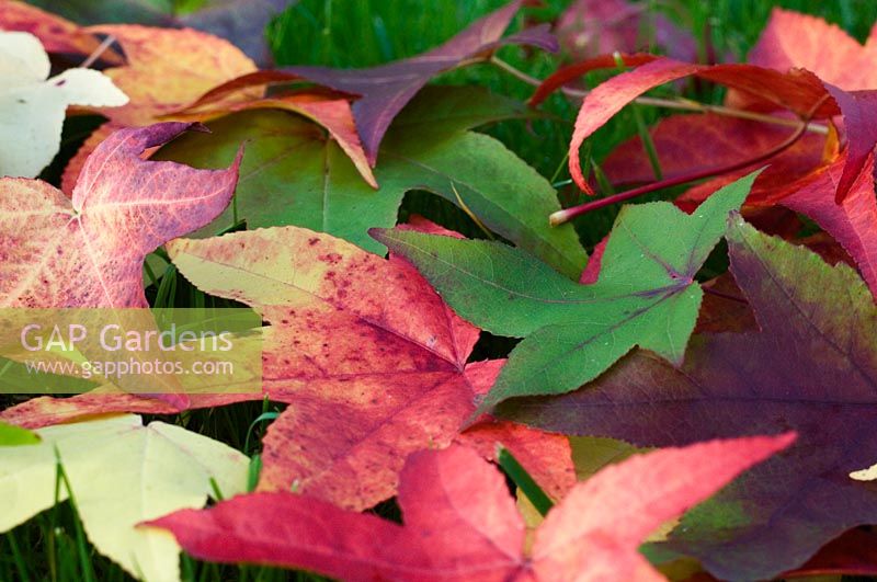 Acer - Japanese maple leaves 