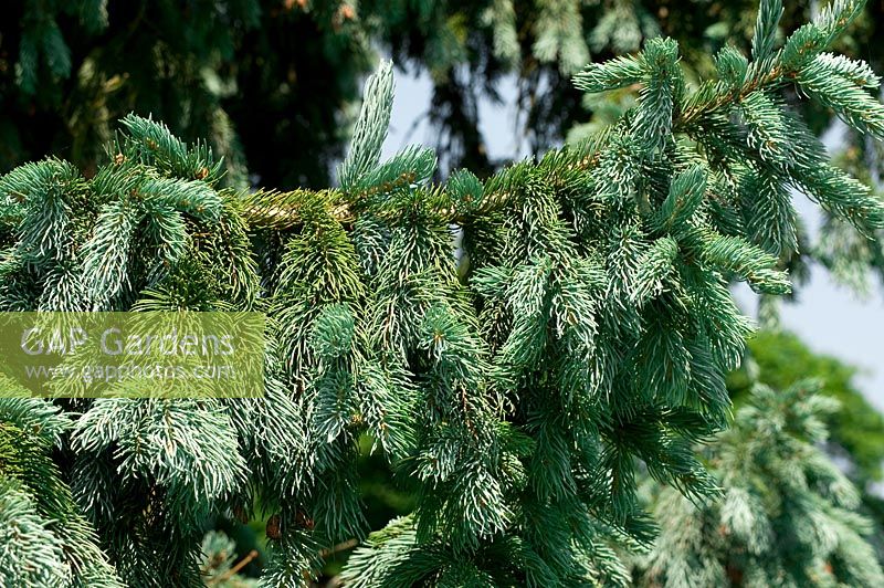 Picea pungens - Spruce 