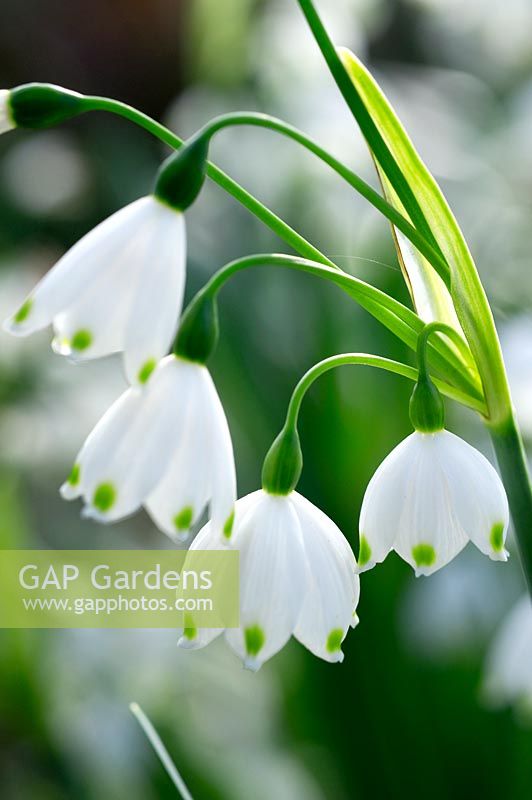 Leucojum aestivum - Summer snowflake
