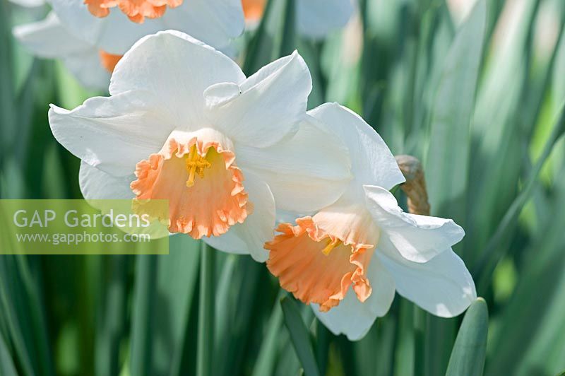 Narcissus 'Pink Charm' - Daffodil 'Pink Charm'