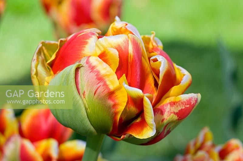 Tulipa 'Bonanza' - Tulip 'Bonanza'