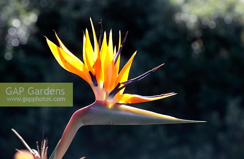 Strelitzia juncea - Bird of Paradise Flower, Cape Town, South Africa.