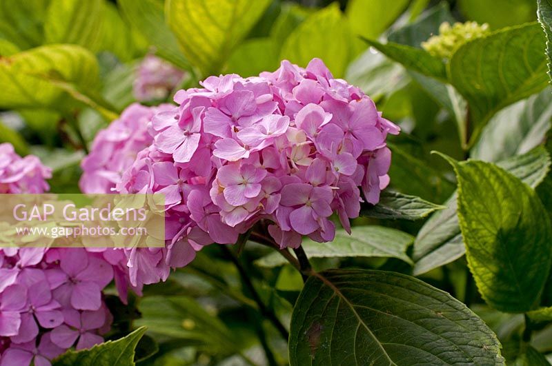 Hydrangea macrophylla Nikko Rose