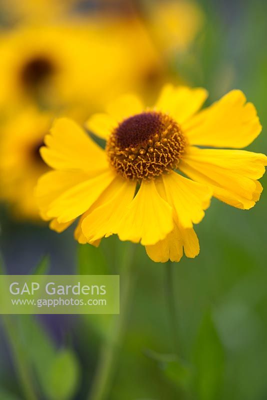 Helenium Gelbe Waltraut - Helens Flower 