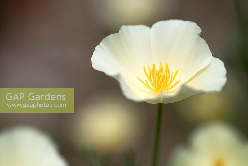 Eschscholzia californica 'Cream' - California Poppy 