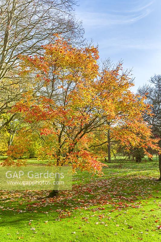 Acer maximowiczianum - Nikko maple with autumn colour. 