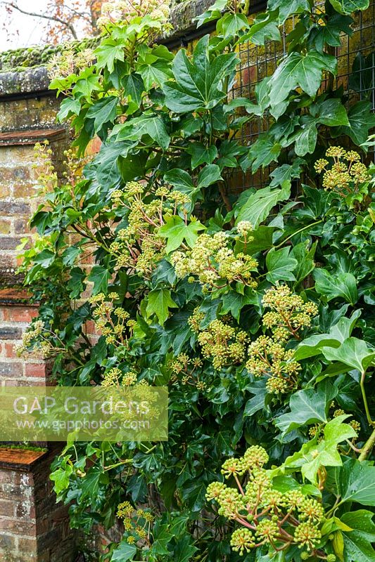 x Fatshedera lizei trained against a shaded north west facing  wall and flowering 