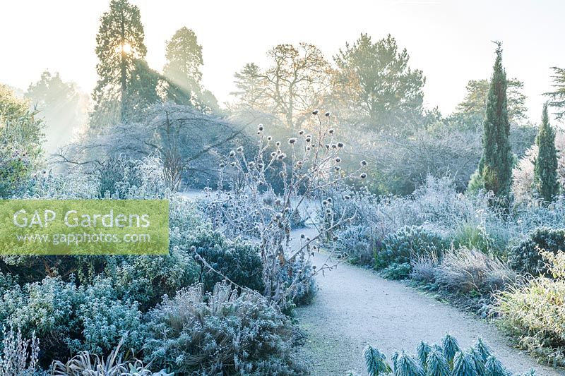 View of dry garden with mediterranean plants on a frosty morning. Cupressus sempervirens Stricta Group