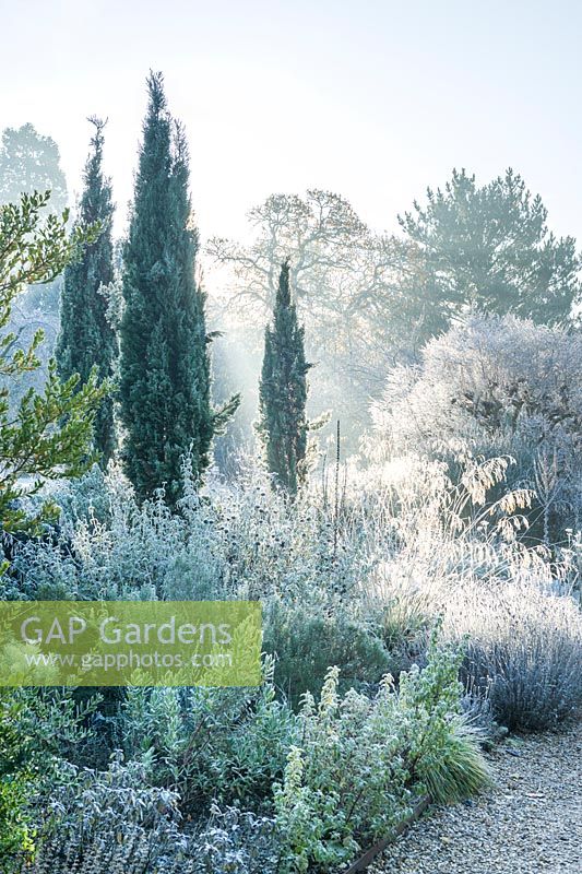 View of dry garden with mediterranean plants on a frosty morning. Cupressus sempervirens Stricta Group