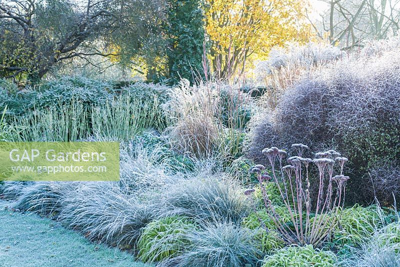 Winter border on a frosty morning