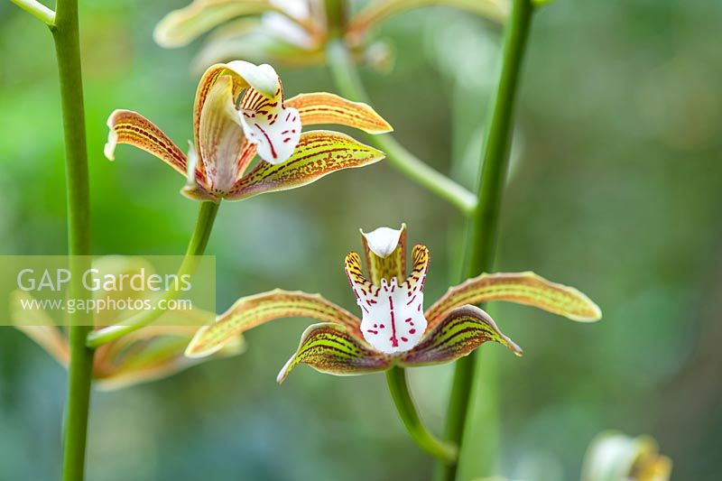 Cymbidium erythraeum - Orchid