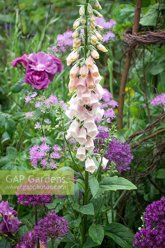 Bee on Digitalis 'Sutton's Apricot' with Thalictrum 'Black Stockings' and Allium 'Purple Sensation'. 