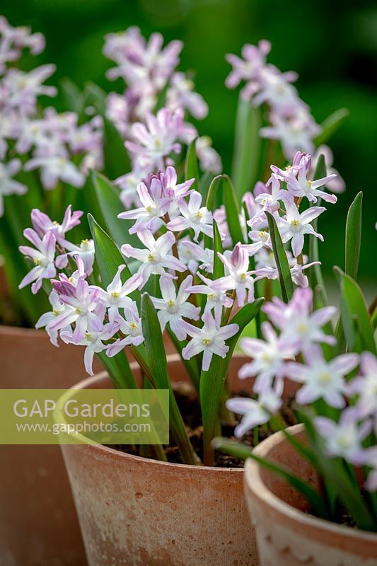 Chionodoxa forbesii 'PInk Giant' syn. Scilla 'Pink Giant' - Glory of the Snow - in a terracotta pot