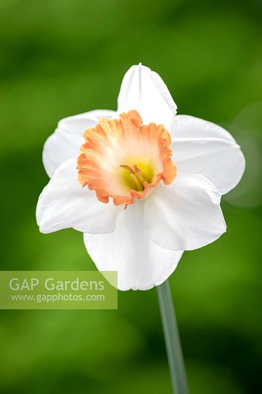 Narcissus 'Pink Charm' - Daffodil