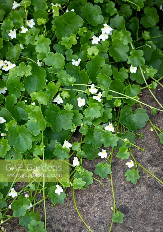 Cymbalaria muralis - Ivy leaved Toadflax, Kenilworth ivy