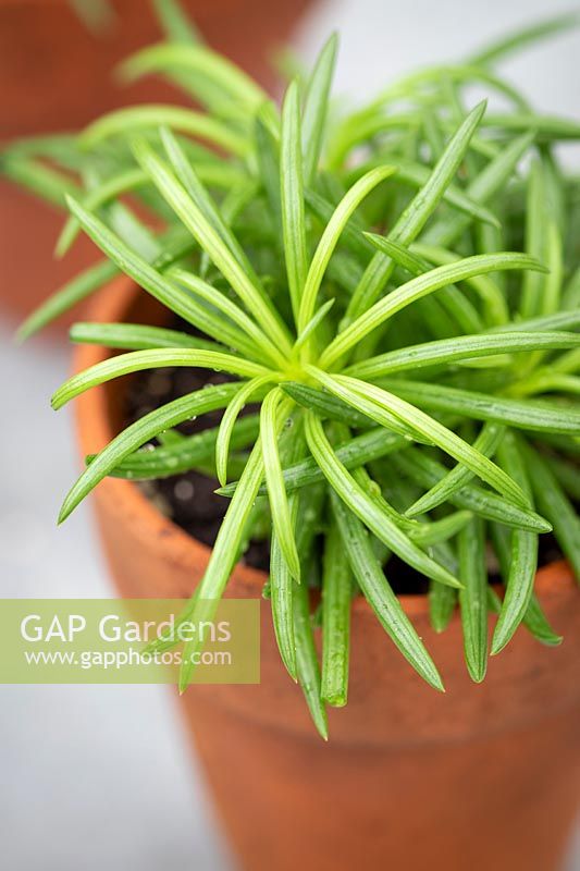 Peperomia ferreyrae 'Nevada'  in a terracotta pot