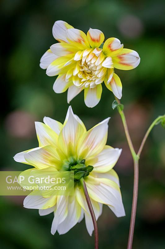 Dahlia 'Peaches and Cream'