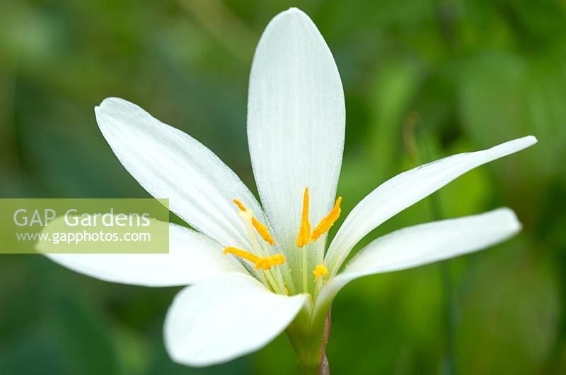 Zephyranthes candida