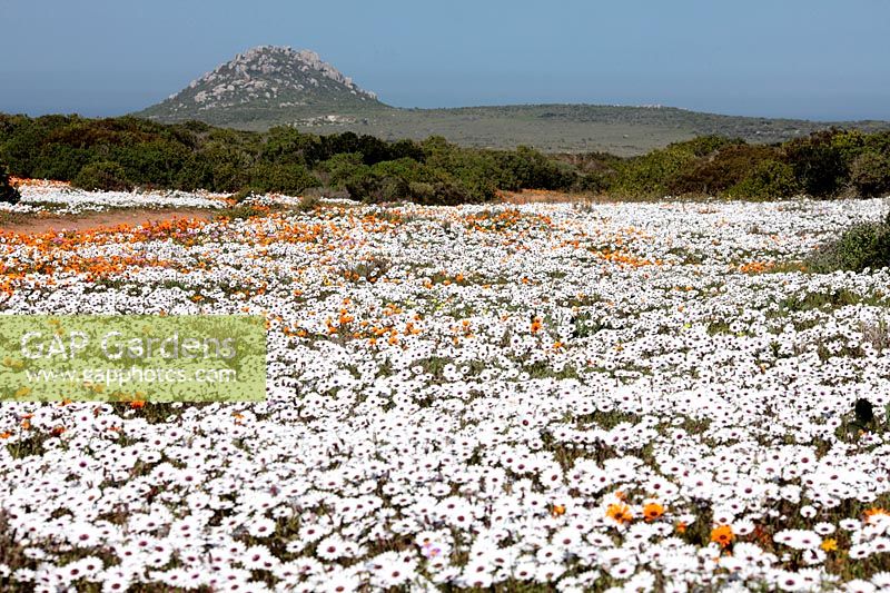 Dimortphotheca pluvialus - Rain Daisy and Arctotis hirsuta -  Namaqua marigold, West Coast National Park, Langebaan, Western Cape, South Africa. 