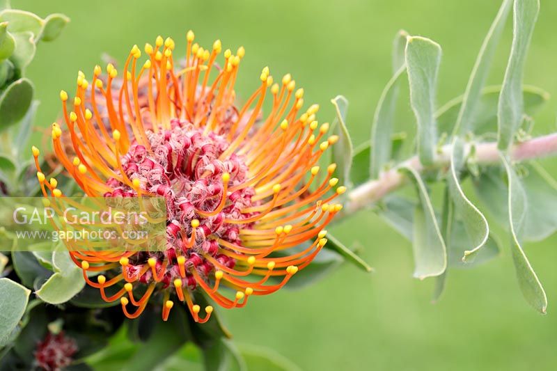 Leucospermum vestitum - Silky-haired pincushion protea, Cape Town, Western Cape, South Africa. 