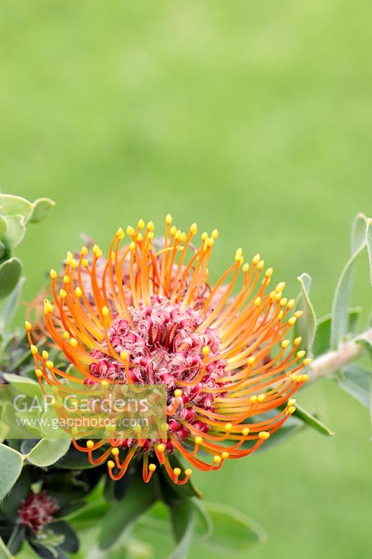 Leucospermum vestitum - Silky-haired pincushion protea, Cape Town, Western Cape, South Africa.