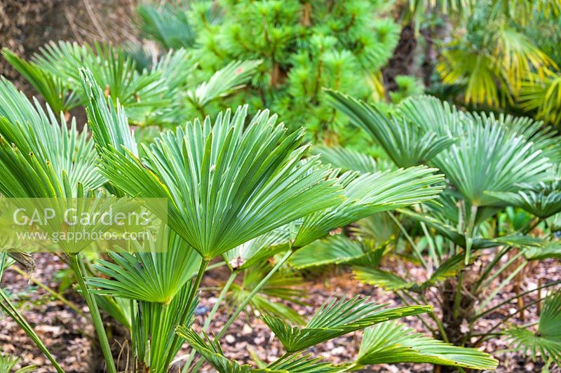 Trachycarpus fortunei foliage - Chusan Palm