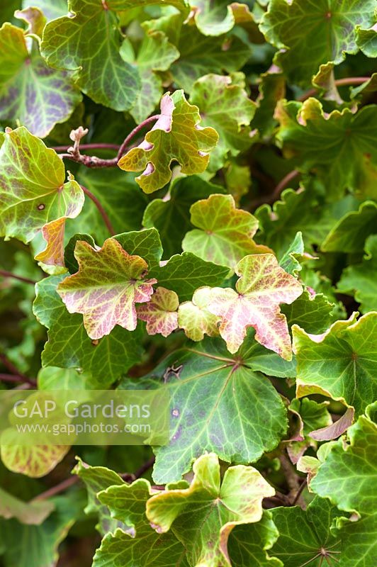 Hedera helix 'Parsely Crested