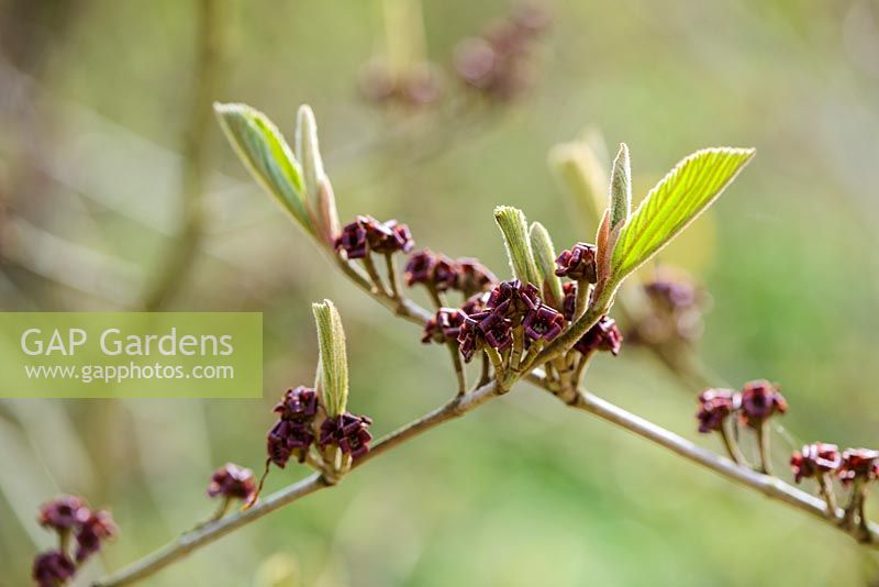 Hamamelis x 'Intermedia' 'Vesna', agm