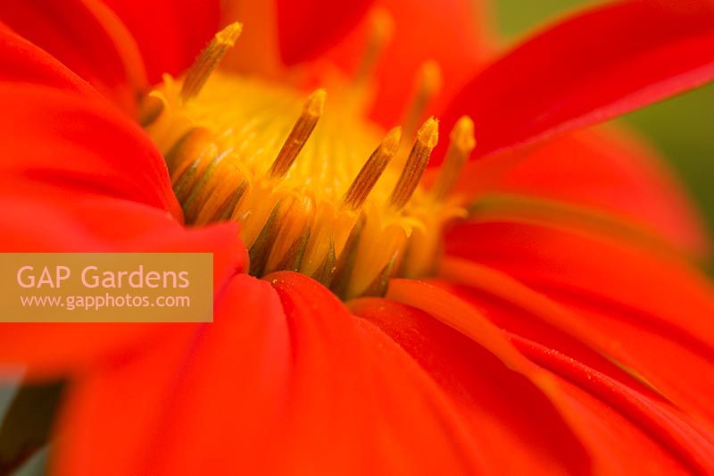 Tithonia rotundiflora 'Torch' - Mexican Sunflower - centre of flower