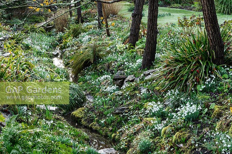 General view over ditch showing banks carpeted with Galanthus - Snowdrop