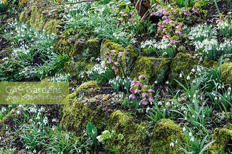 Galanthus - Snowdrop - and Helleborus - Hellebore - growing on a bank between mossy rocks 