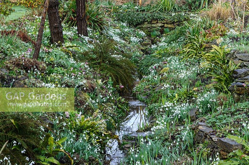 General view of ditch with banks carpeted with Galanthus - Snowdrop
