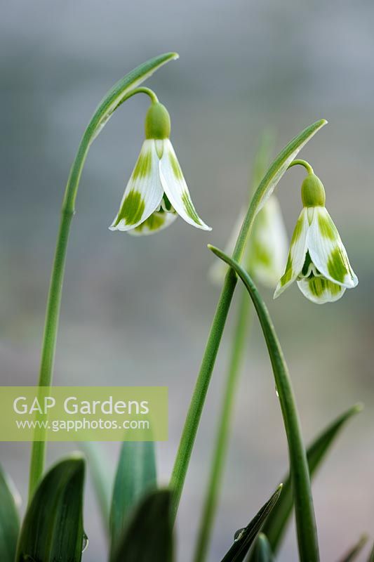 Galanthus 'Phil Cornish' - Snowdrop 