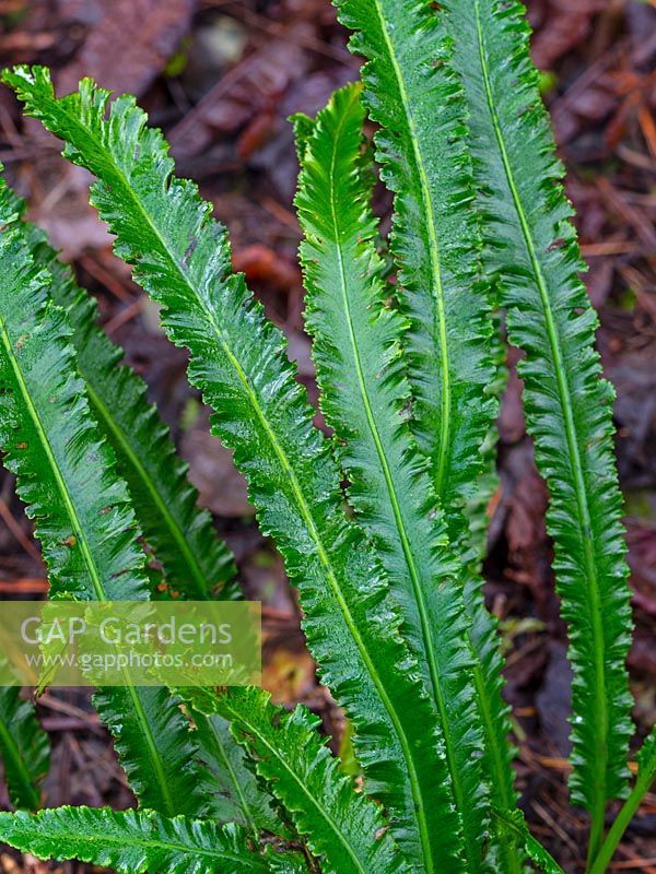 Asplenium scolopendrium 'Angustifolium' - Narrow Hart's Tongue Fern