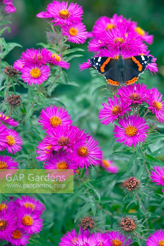 Red Admiral butterfly resting on flowering plant