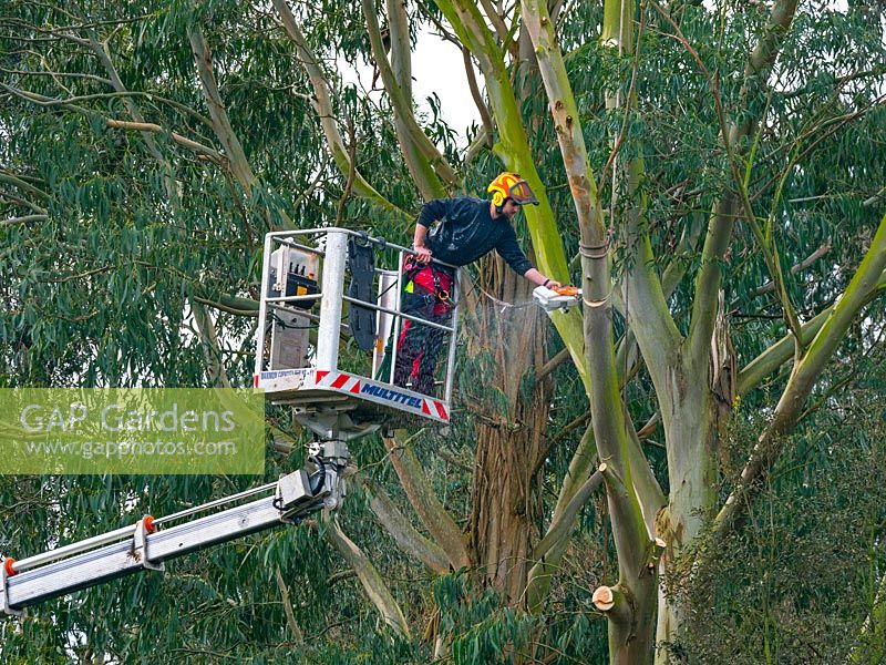 Man cutting branches from Eucalyptus tree, wearing safety harness. Equipment for tree surgery.