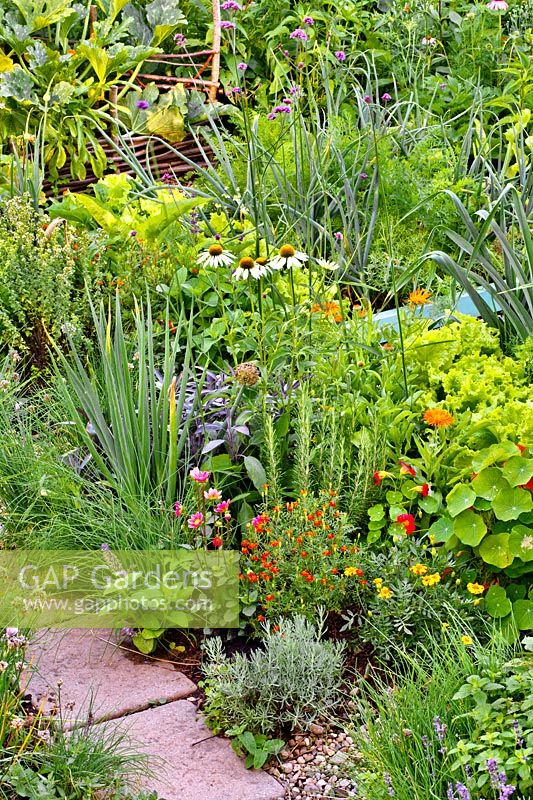 Herbs and flowers in vegetable garden to attract beneficial wildlife. Planting including Tropaeolum majus, Lavandula angustifolia, Tagetes tenuifolia, Rosmarinus officinalis, Salvia 'Purpurascens', Echinacea purpurea 'White Swan', Allium tuberosum, Callendula officinalis, Allium schoenoprasum, Tagetes 'Majestic and Dahlia 'Topmix pink'.