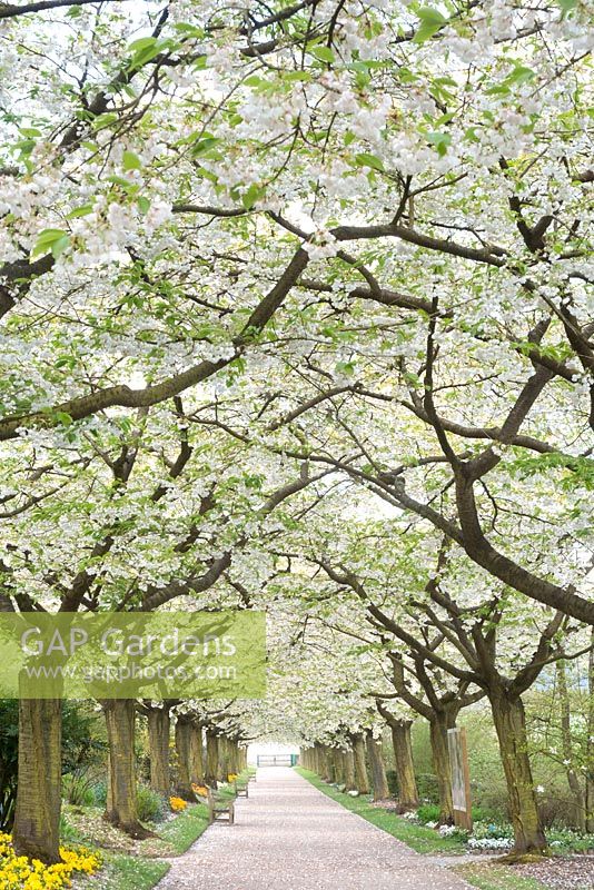 Prunus serrulata 'Shirotae' Avenue at Valloiires Abbey and Gardens, Picardy
