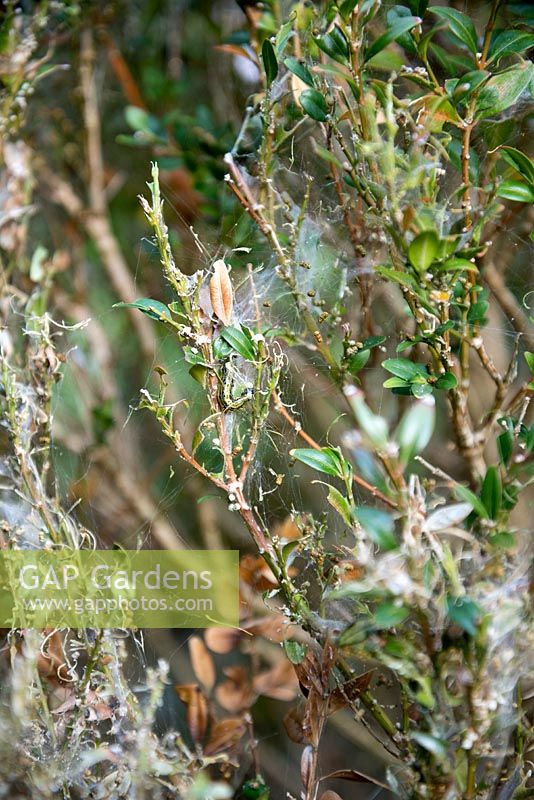 Box tree edging devastated by Box Tree Moth caterpillar, Cydalima perspecalis