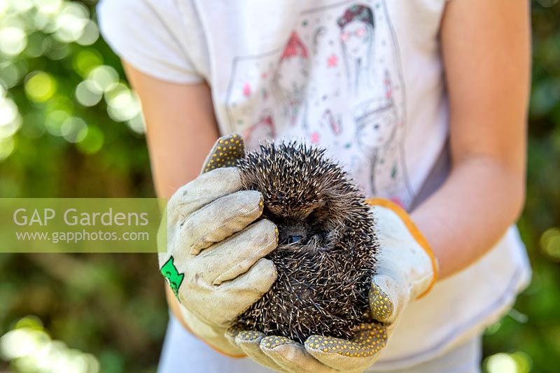 Holding a young hedgehog 