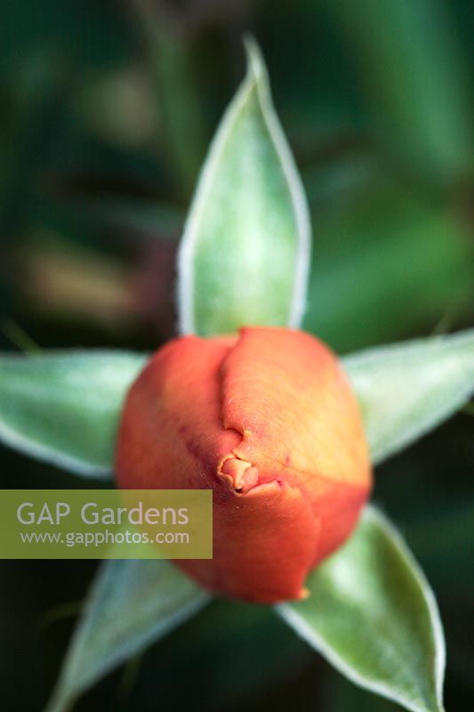 Rosa bud - Hybrid Tea Rose, Somerset West, South Africa