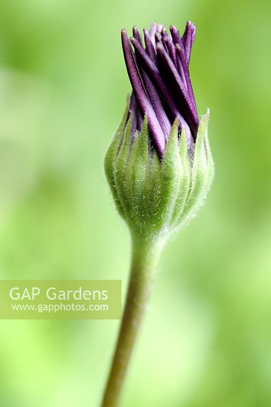 Osteospermum - Cape Daisy