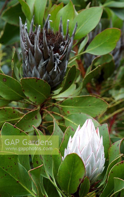 Protea cynaroides - King Protea, South Africa
