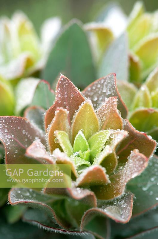 Succulent with dew drops, Cape Town, South Africa
