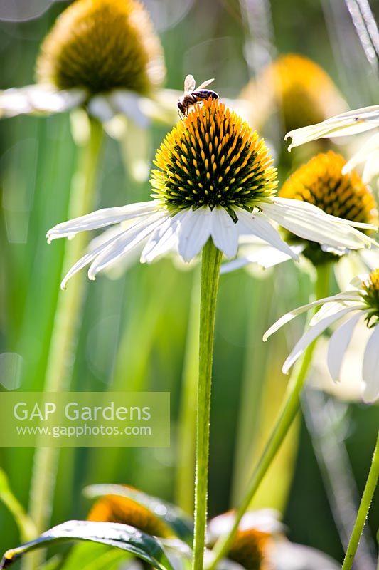 Echinacea purpurea 'White Swan' - Coneflower 'White Swan' 