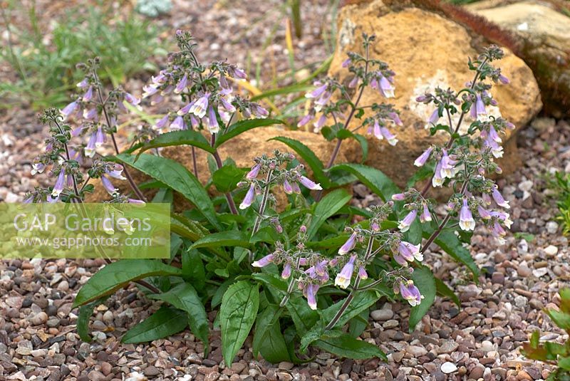 Penstemon hirsutus pygmaeus