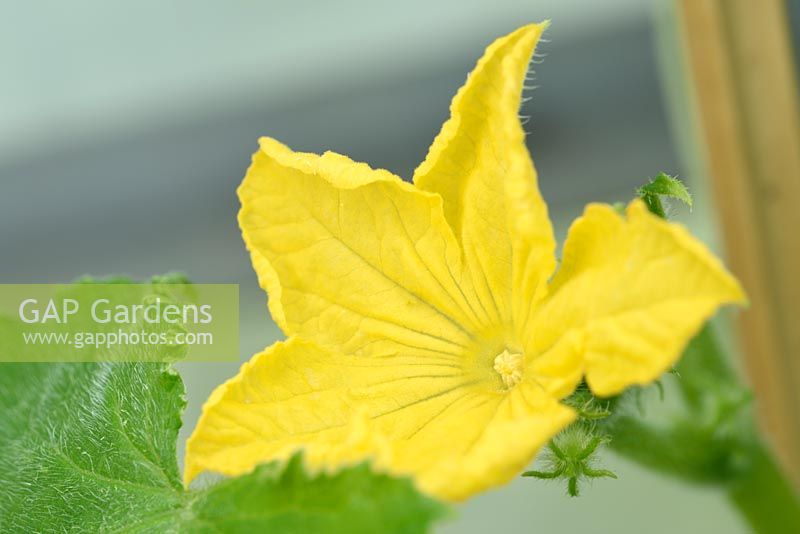 Cucumis sativus 'Beth Alpha' - Dwarf Cucumber - flower 