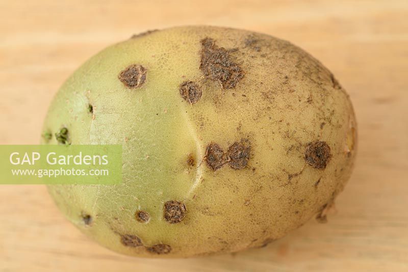 Solanum tuberosum - Potato with Streptomyces scabies - common scab and green at one end where exposed to light as not fully earthed up 