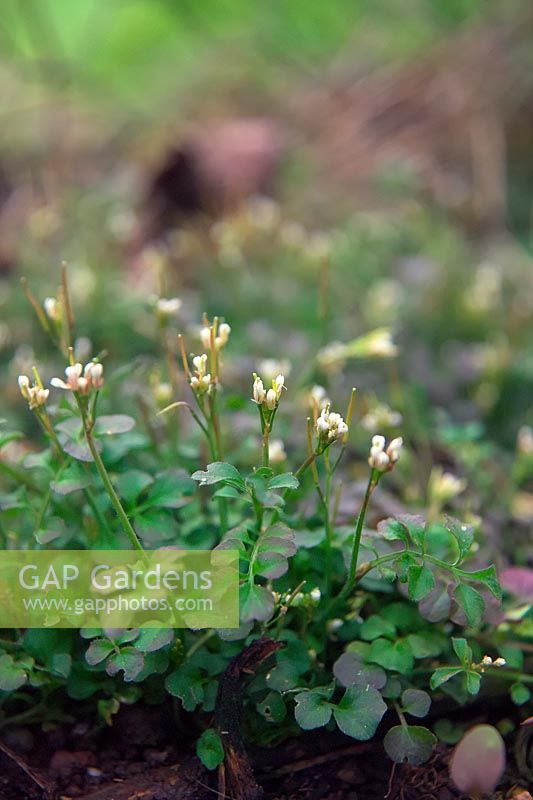 Cardamine hirsuta - hairy bittercress 